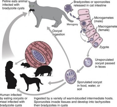Berbagai Macam Jenis Parasit Pada Anjing Dan Cara Pengobatannya 